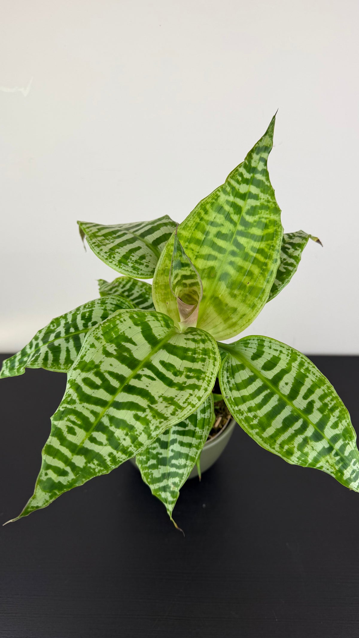 Dracaena Goldieana