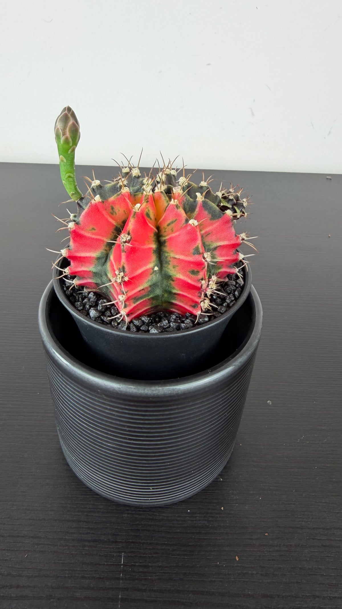 Gymnocalycium mihanovichii variegata