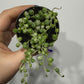Senecio Rowleyanus Variegata