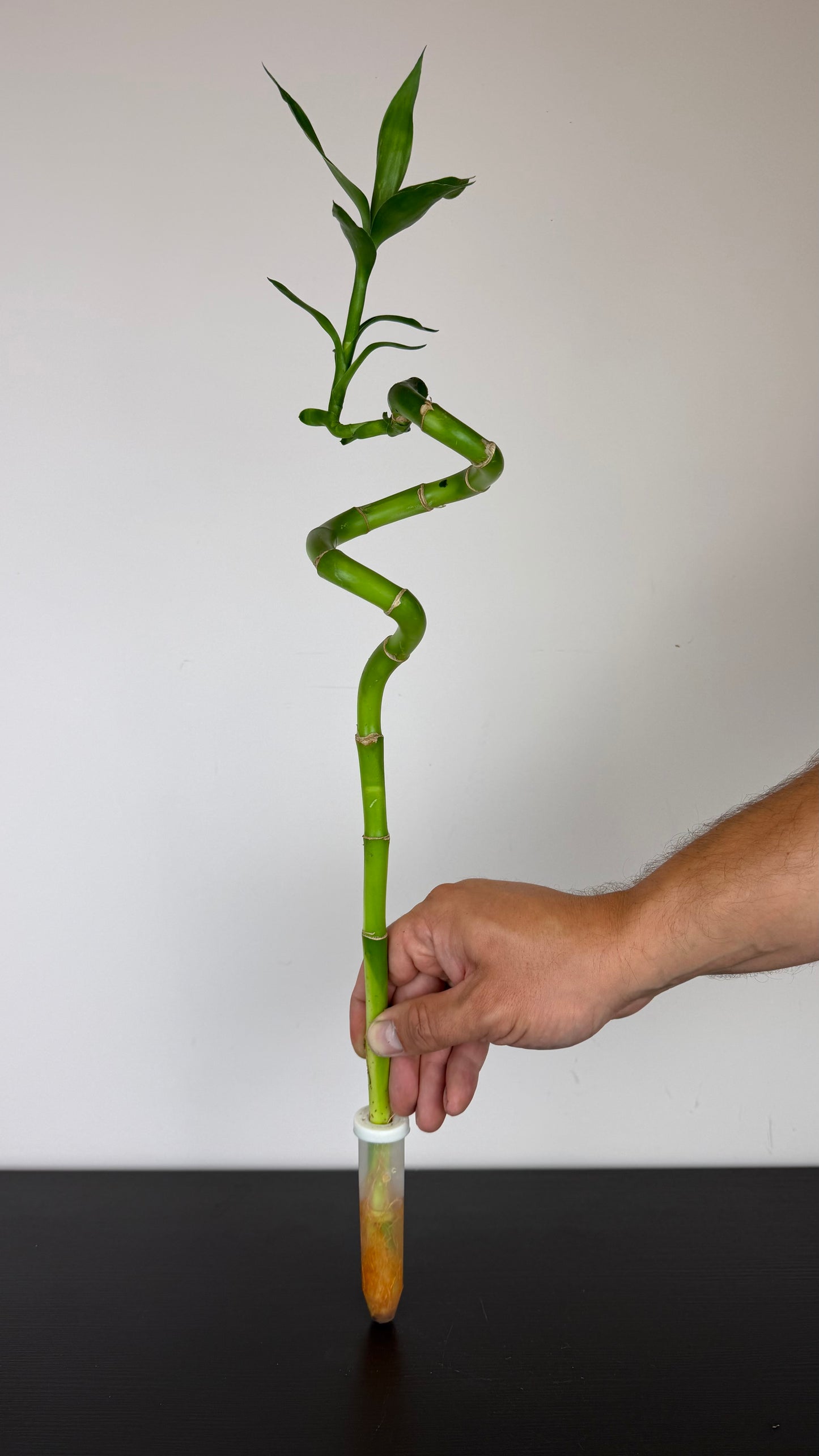 Dracaena Lucky Bamboo