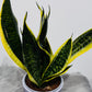Sansevieria 6