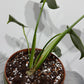 Monstera Thai Constellation 1 - www.augi-plants.lv