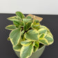 Peperomia Obtipan Bicolor