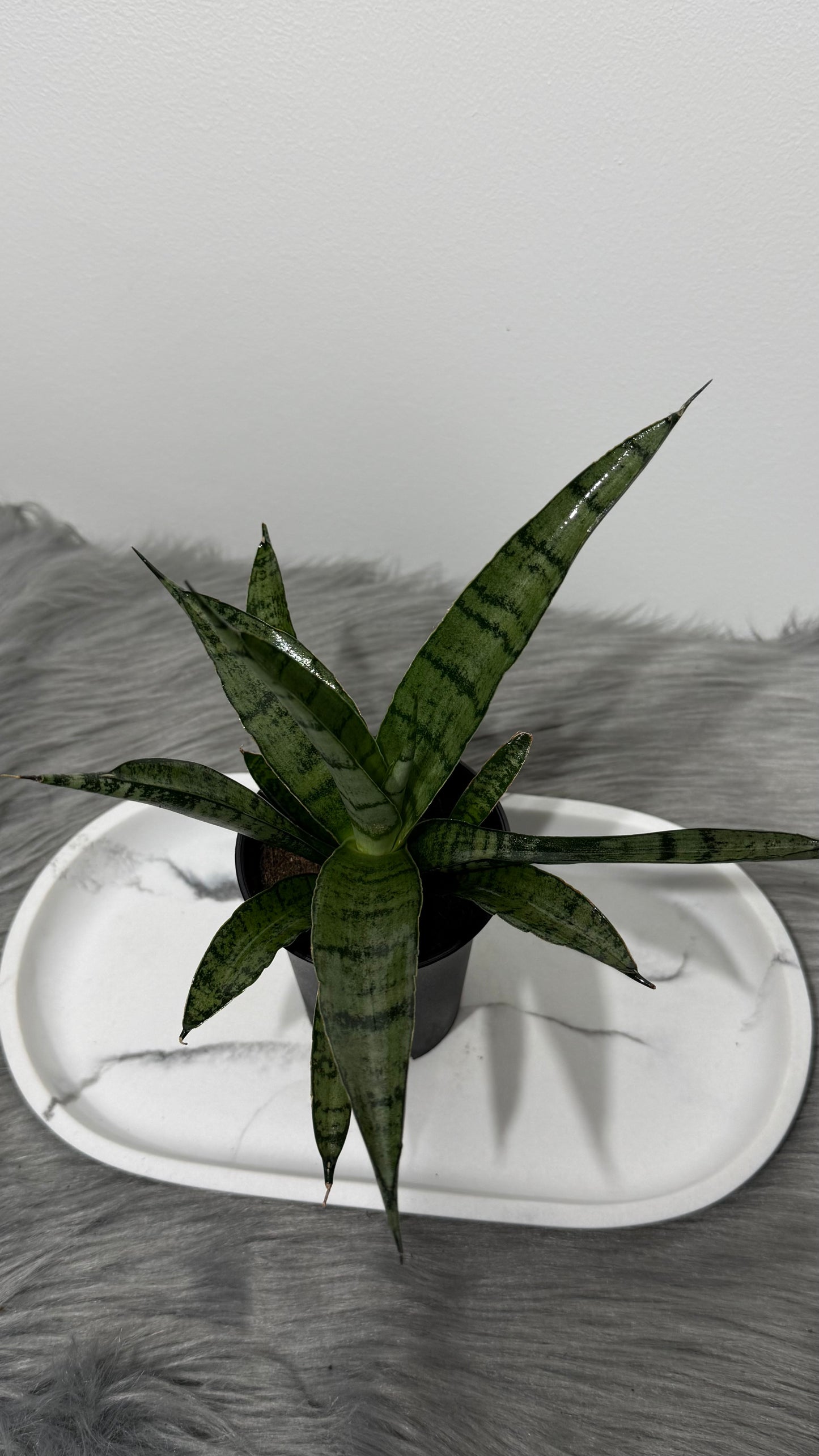 Sansevieria 3