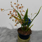 Oncidium 2