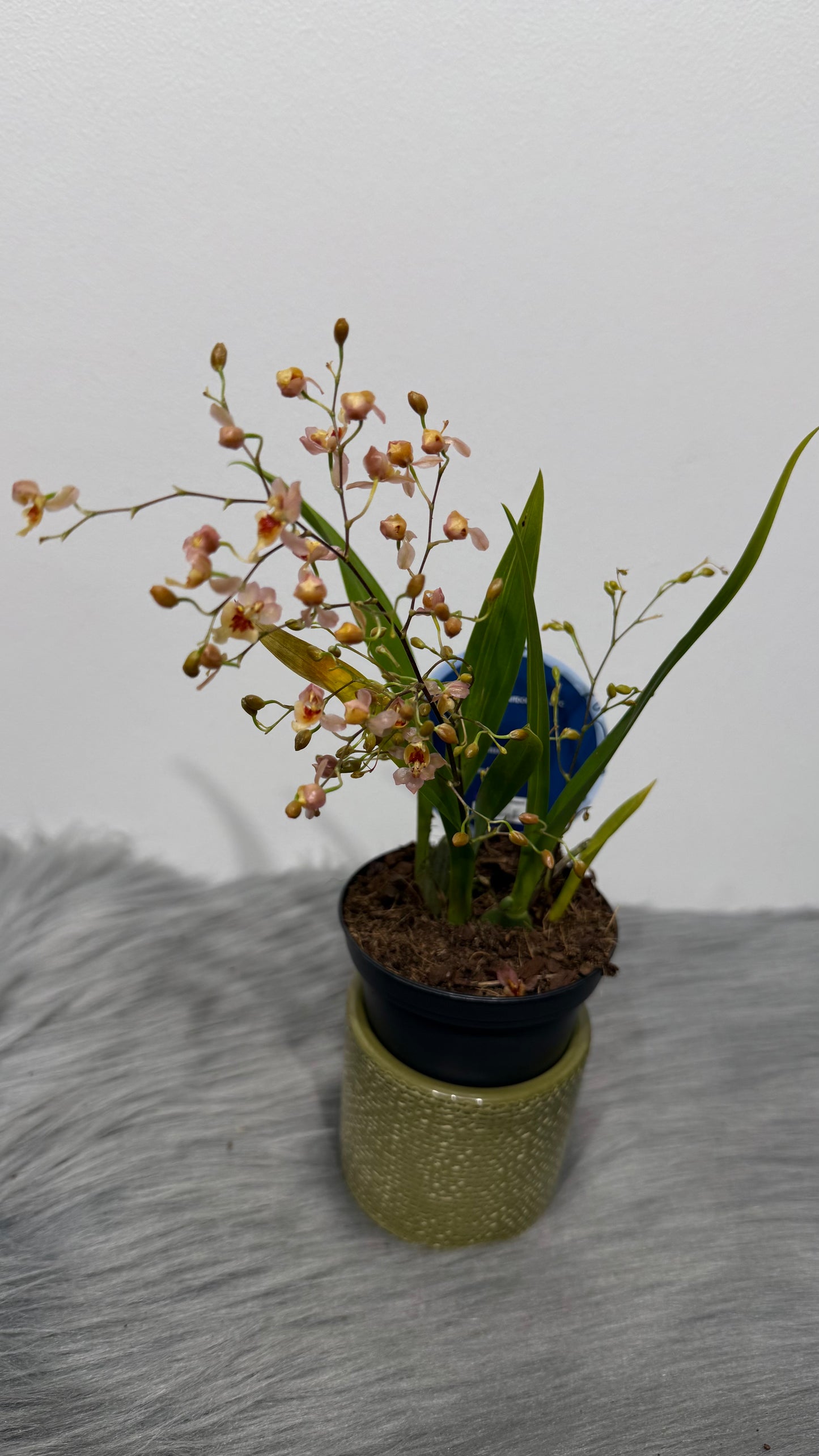 Oncidium 2