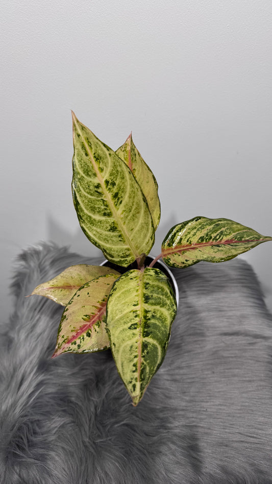 Aglaonema 6 - www.augi-plants.lv
