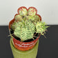 Euphorbia Meloformis Variegata