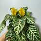Aphelandra Dania - www.augi-plants.lv