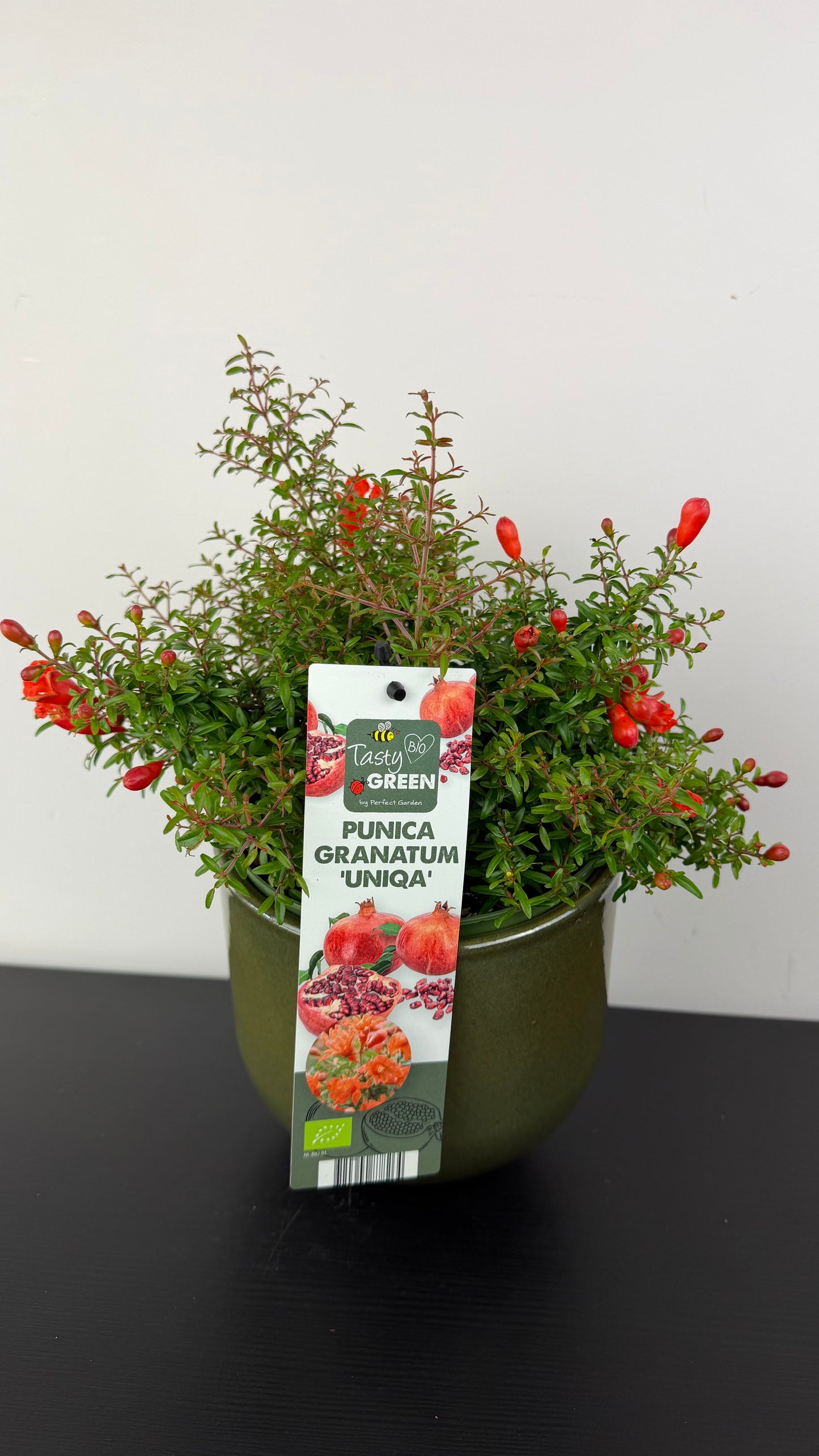 Punica Granatum