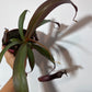 Mušķērājs Nepenthes Rebecca Soper - www.augi-plants.lv