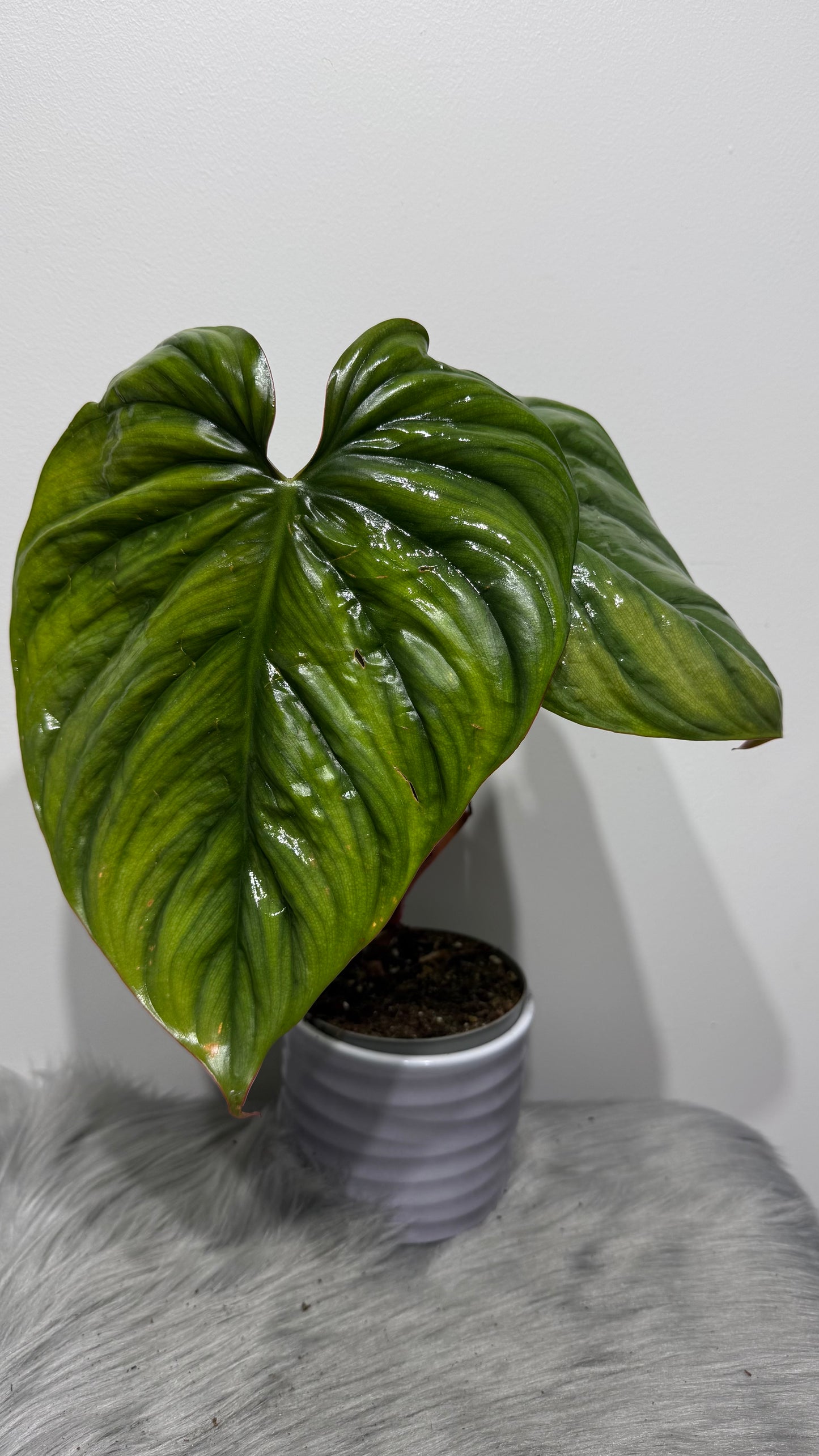 Philodendron Sp Colombia