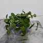 Hoya Mathilde Splash - www.augi-plants.lv
