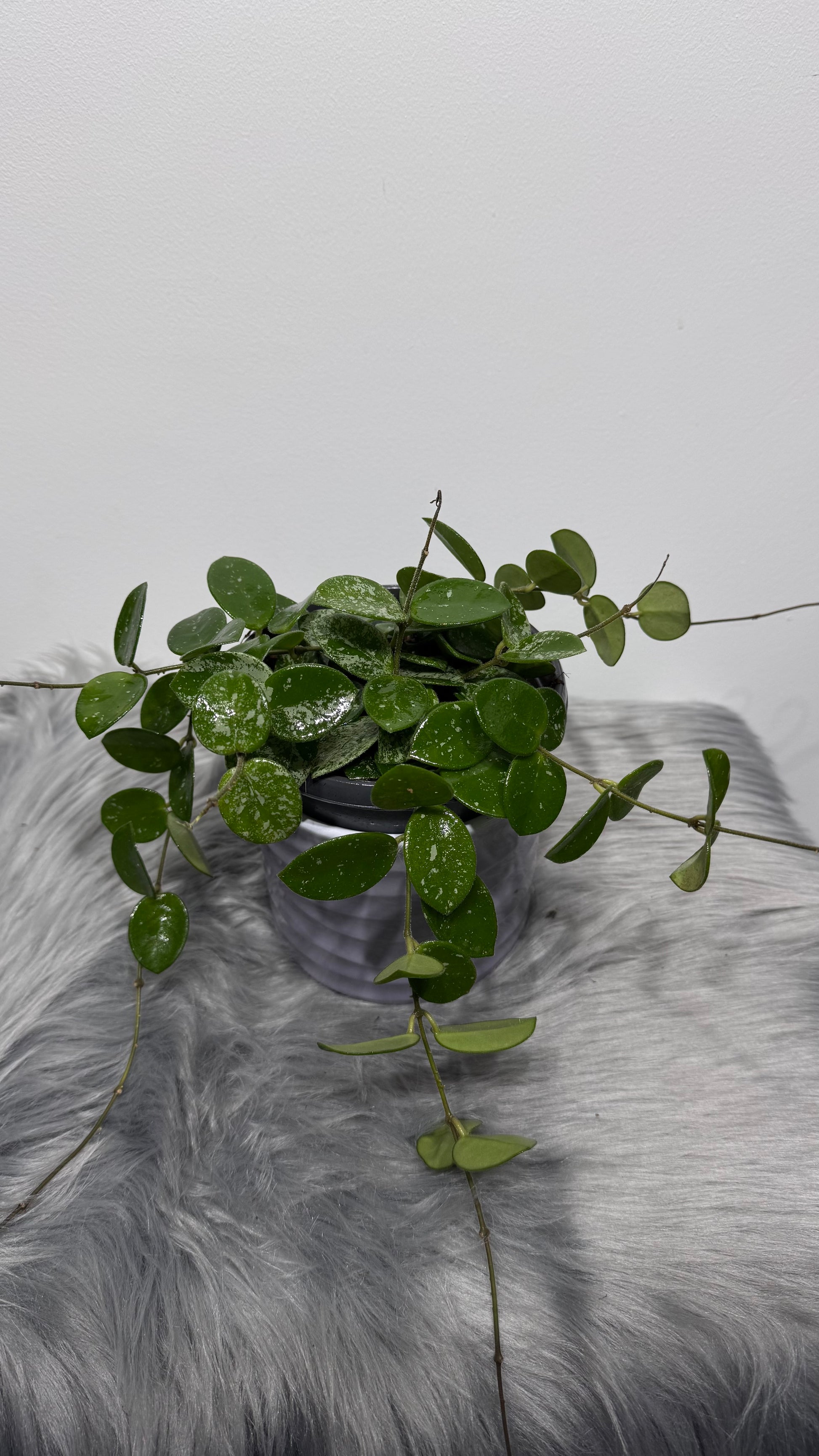 Hoya Mathilde Splash - www.augi-plants.lv