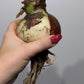 Amaryllis Magical Touch