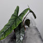 Alocasia heterophylla