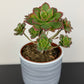 Aeonium 1