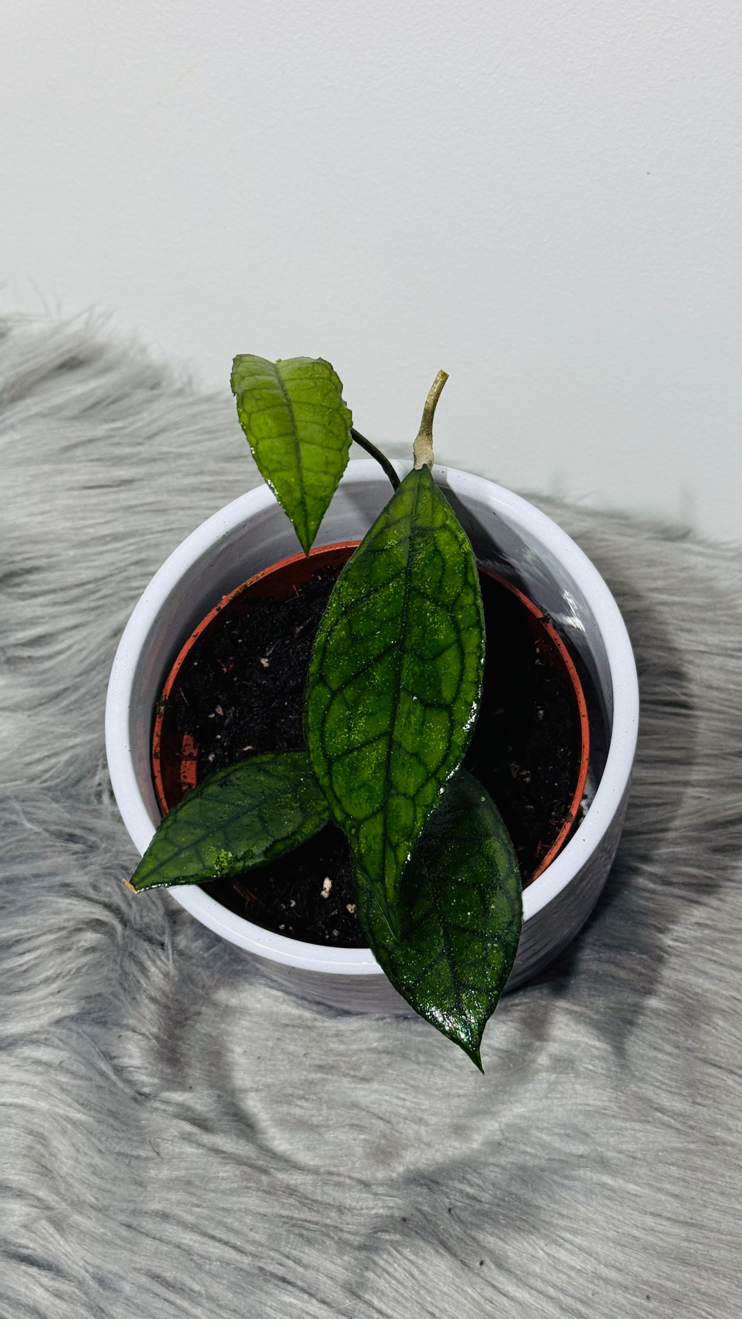 Hoya finlaysonii Sarawak