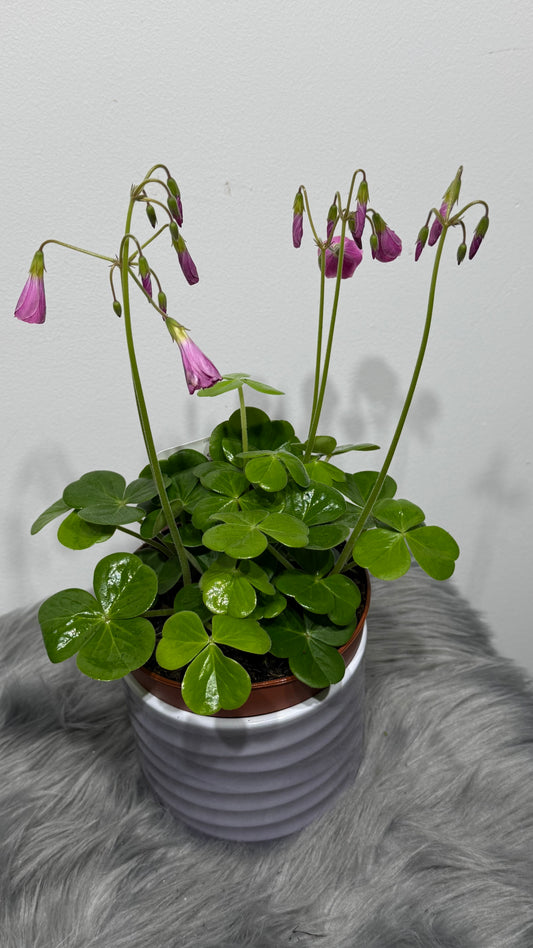 Oxalis Amarantha