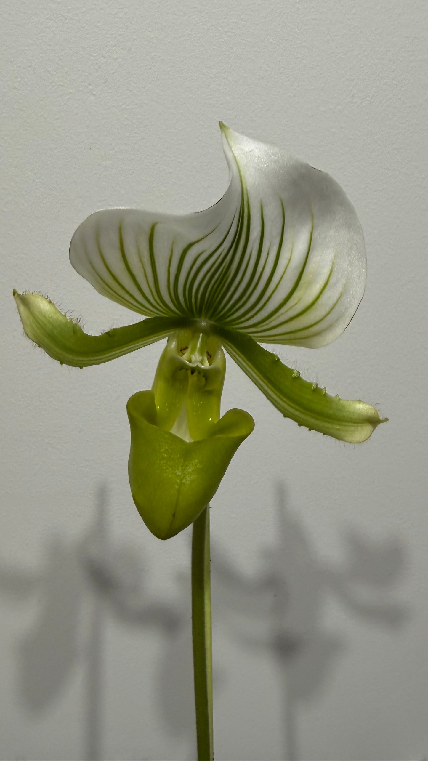 Orhideja Paphiopedilum x Maudiae Femma