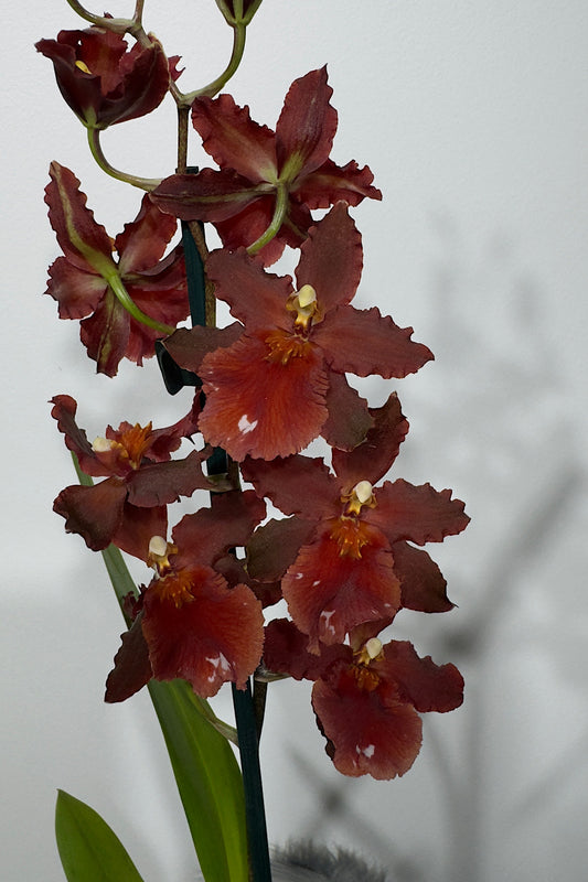 Orhideja Cambria 4 - www.augi-plants.lv