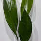 Aspidistra elatior Milky Way Mājas svētība