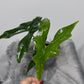 Alocasia nycteris Bat Wing