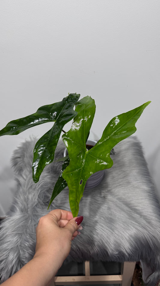 Alocasia nycteris Bat Wing