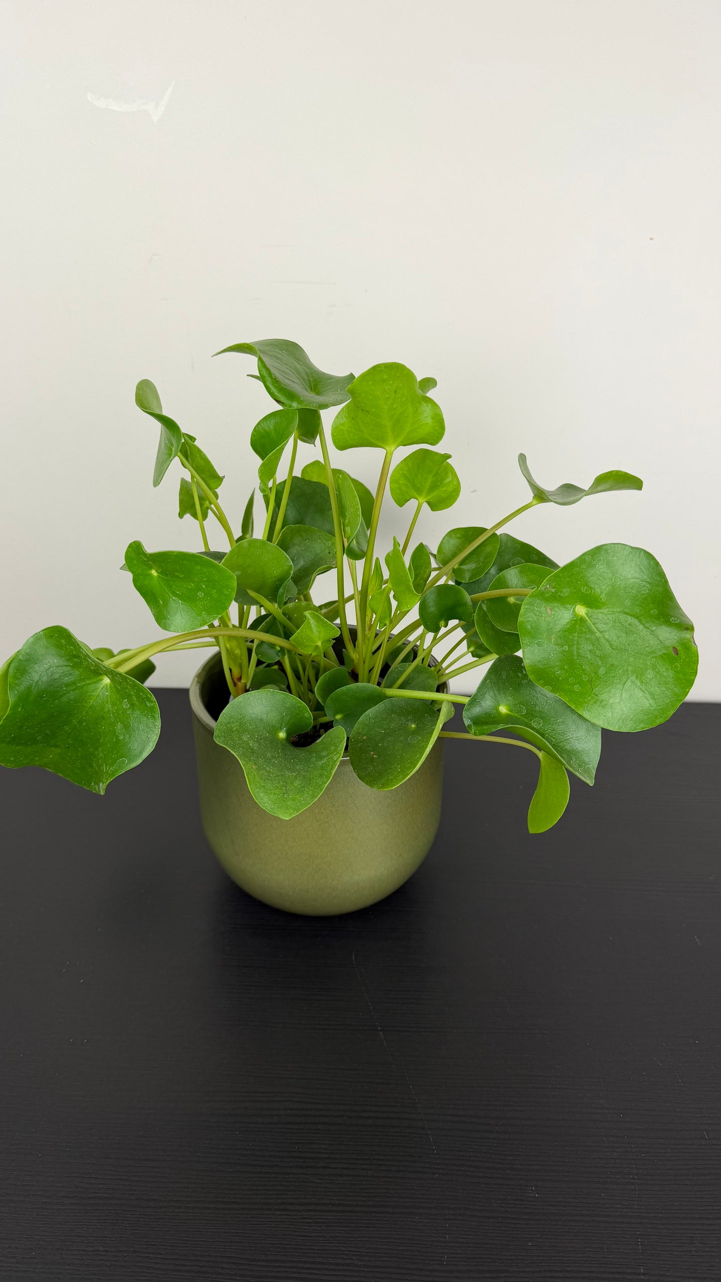 Pilea Peperomoides