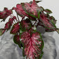 Caladium 6
