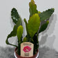 Epiphyllum Sarah Courant