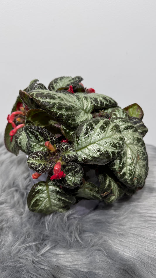 Episcia Silver Shield