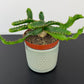 Euphorbia Stellata