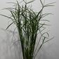 Cyperus Jela