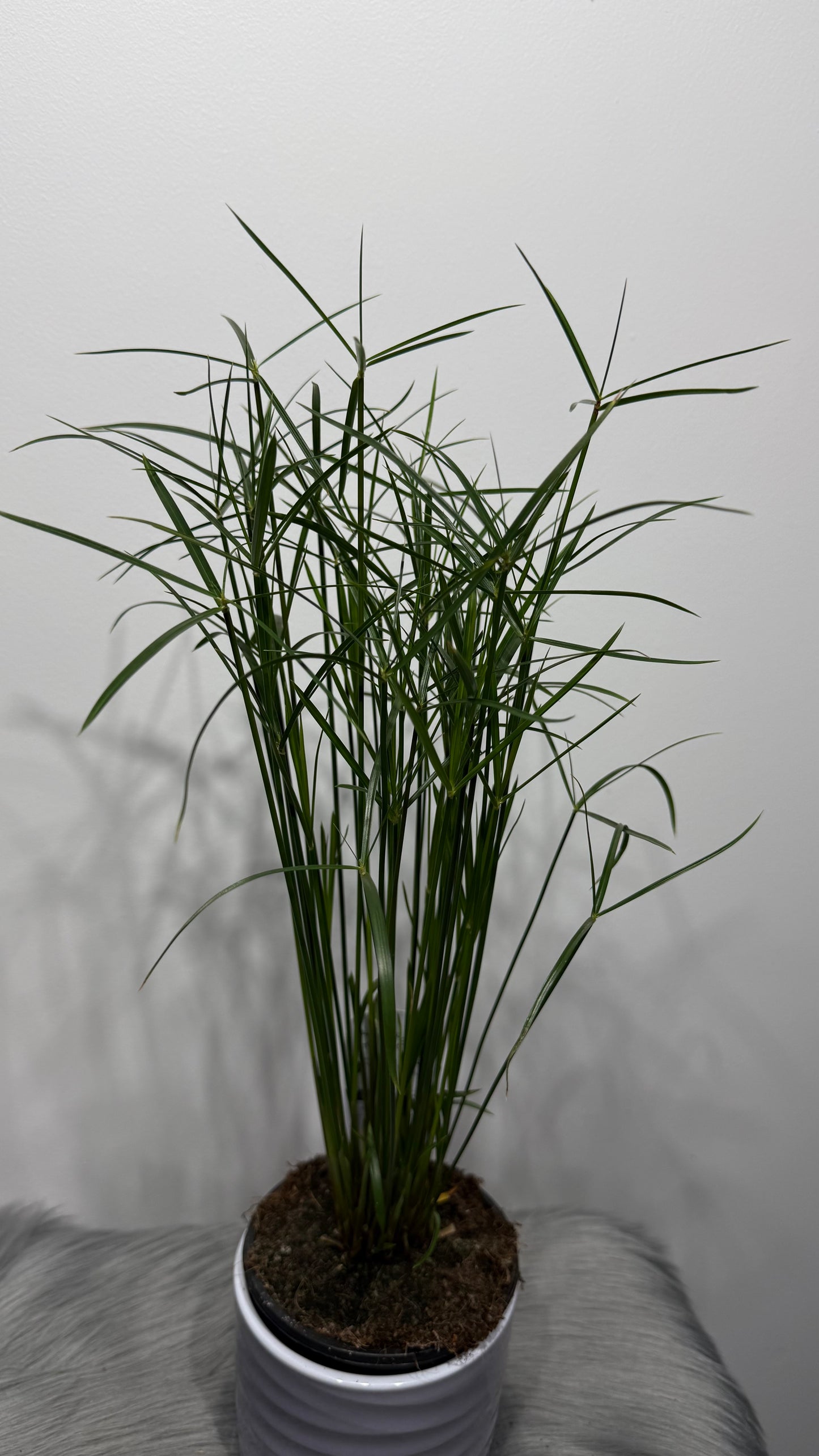 Cyperus Jela