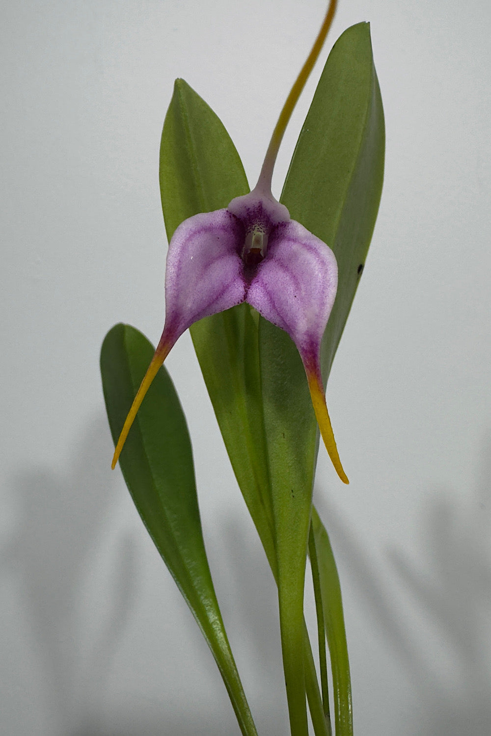 Orhideja Masdavallia 4 - www.augi-plants.lv