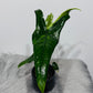 Alocasia Zebrina