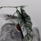 Alocasia heterophylla