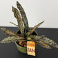 Sansevieria kirkii Coppertone