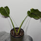 Monstera Thai Constellation 5 - www.augi-plants.lv