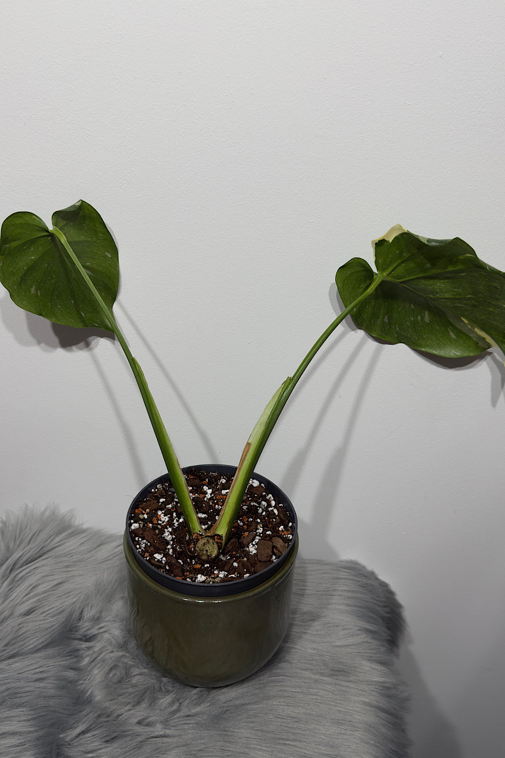 Monstera Thai Constellation 5 - www.augi-plants.lv