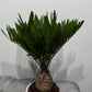 Zamia Furfuracea