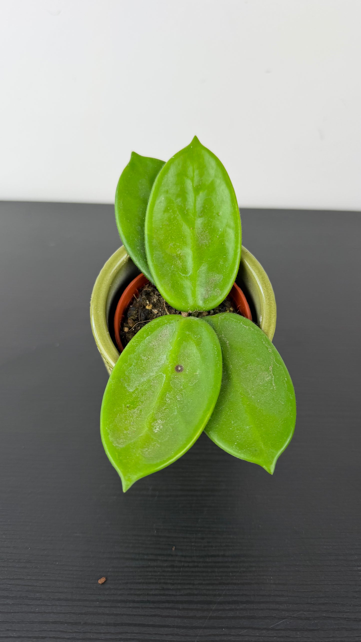 Hoya Mix