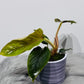 Philodendron Serpens