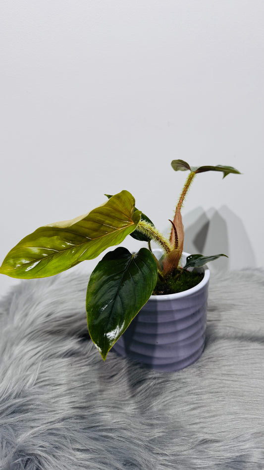Philodendron Serpens