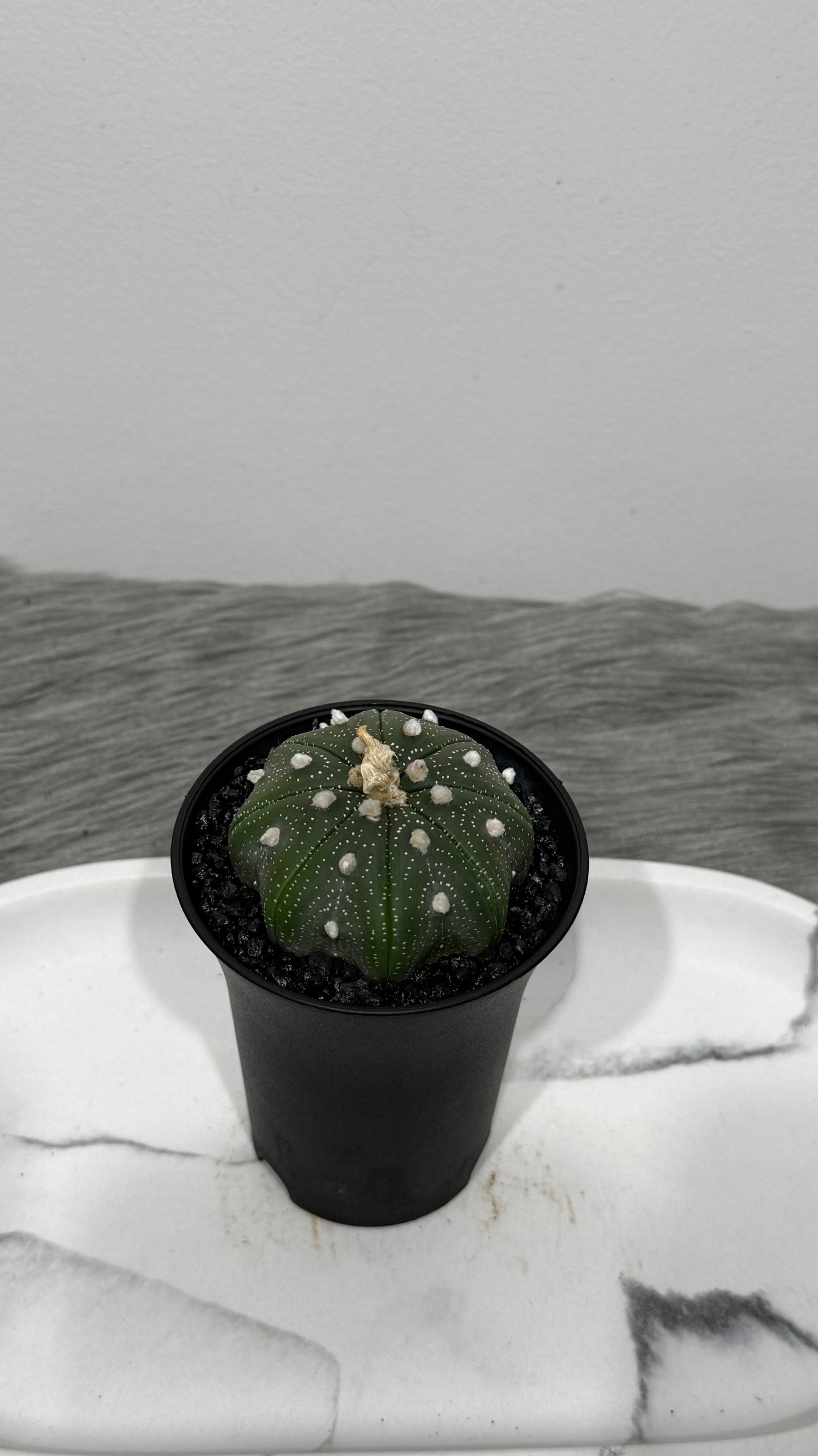 Astrophytum Asterias