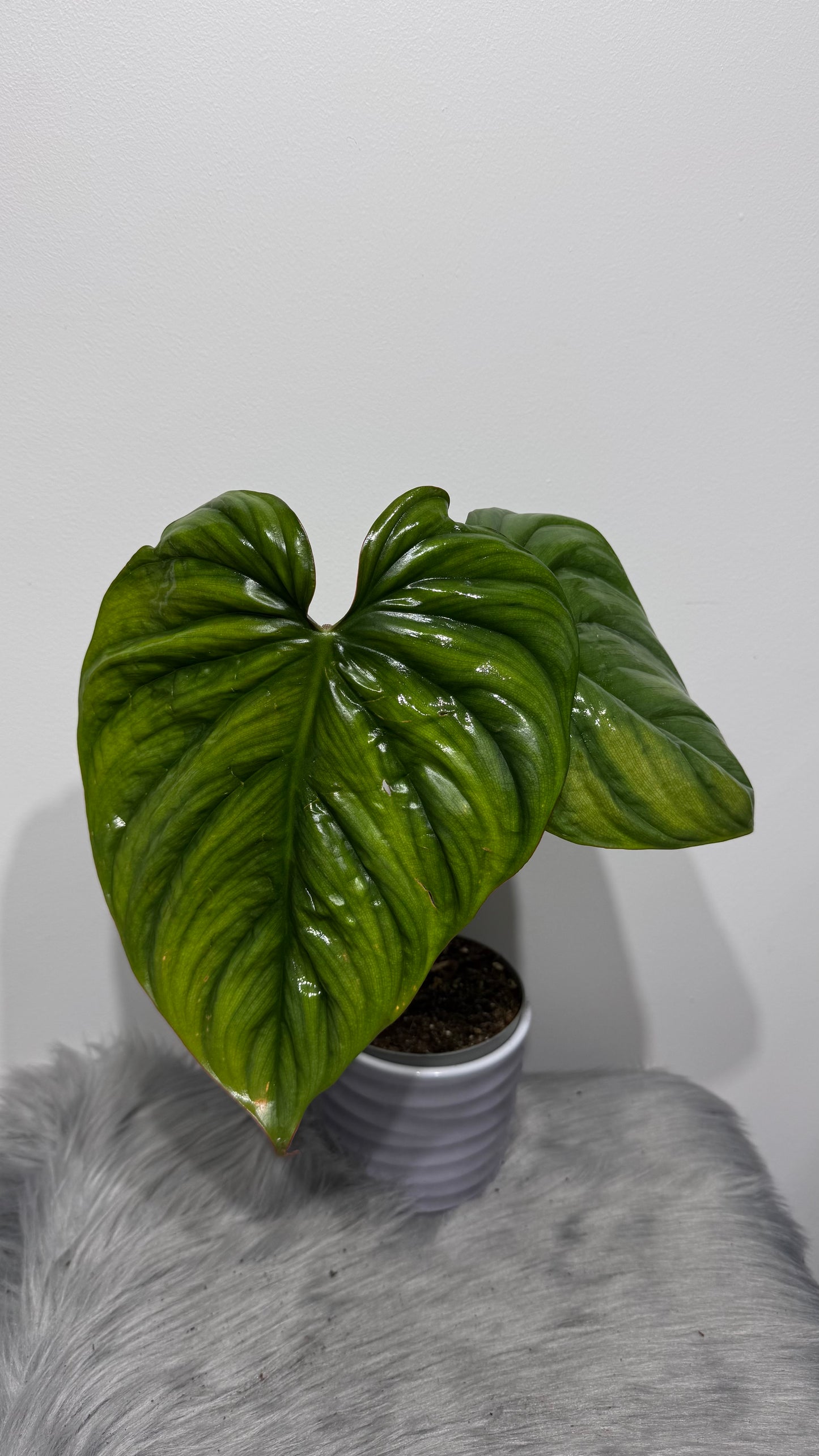 Philodendron Sp Colombia