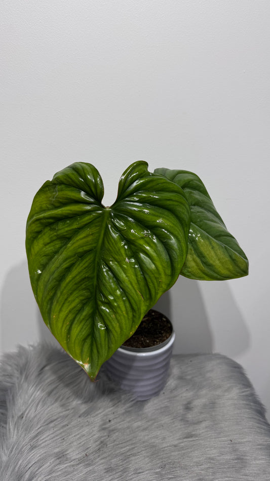 Philodendron Sp Colombia