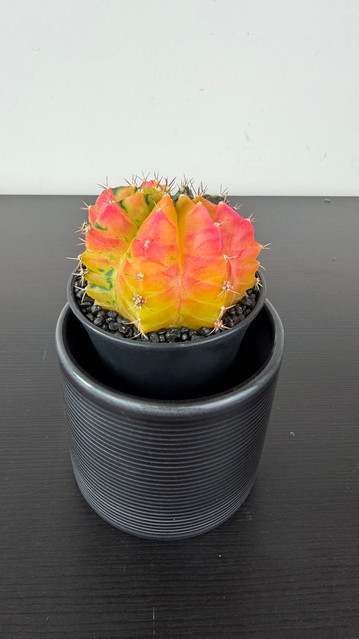 Gymnocalycium mihanovichii variegata