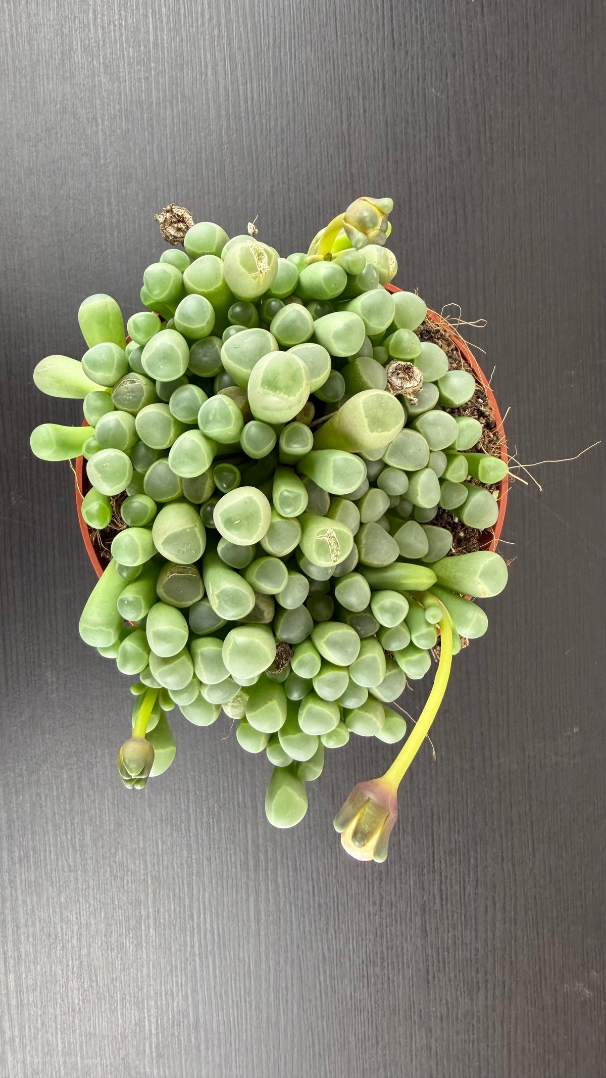 Fenestraria